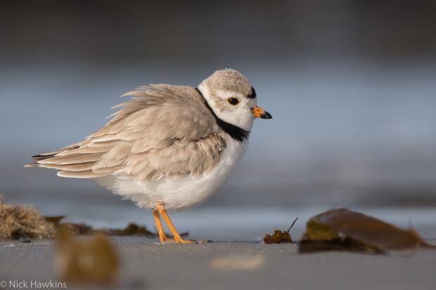 100 wild islands nature trust