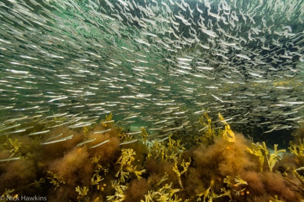 100 wild islands nature trust