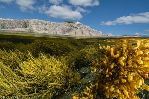 100 wild islands nature trust