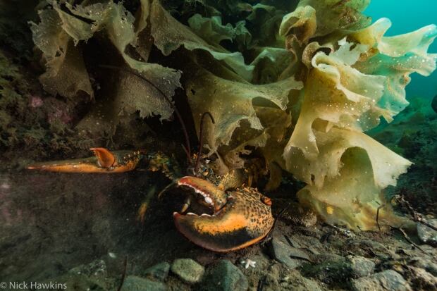 100 wild islands nature trust