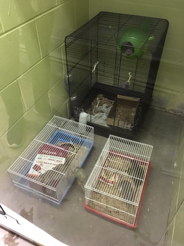 moncton-spca-rats-adopt