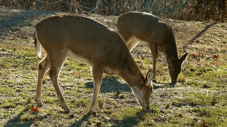 COLUMN: Winter survival a struggle and a skill for deer - Orillia News