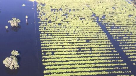 Hurricane Irma aftermath in Southwest Florida citrus groves remain under water. While damage is still being assessed, there are reports of complete loss. Florida Orange Groves Flooded - Hurricane Irma