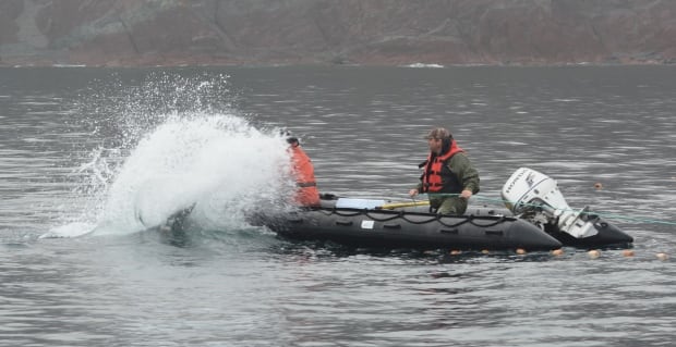Whale Release