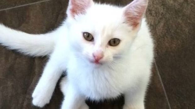 Casper the kitten OK after being tossed from vehicle | CBC News