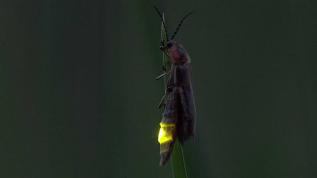 Here's why fireflies are lighting up London backyards this summer