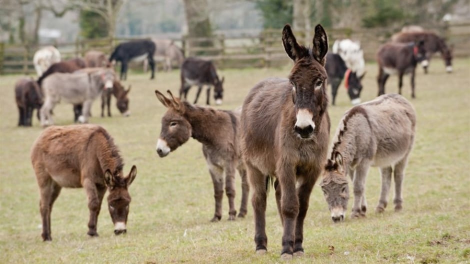 The documentary Do Donkeys Act shows a world inside donkey sanctuaries from the animal’s point of view.