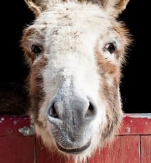 Do Donkeys Act