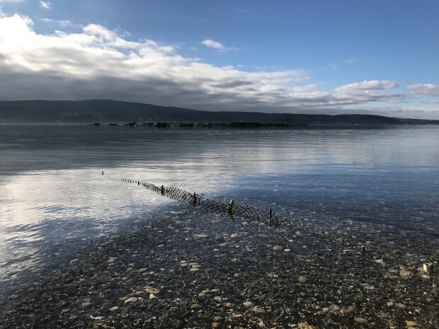 Baynes Sound shellfish growing