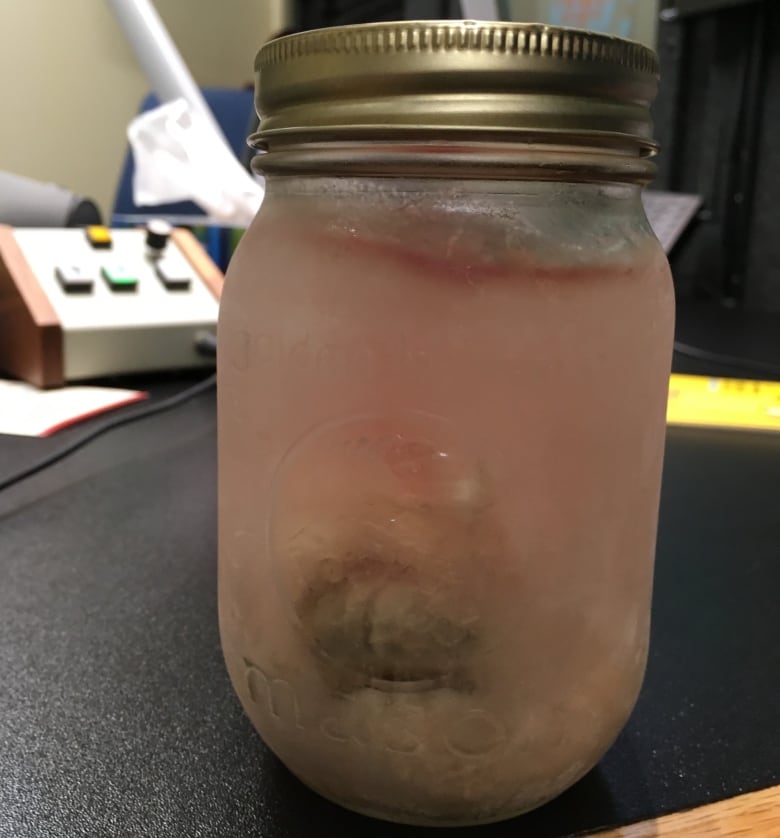 Wanted Moose eyeballs, hearts, kidneys for biology class CBC News