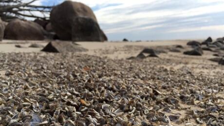 What look like stones from a distance are actually zebra mussel shells on the shores of Lake Winnipeg. Zebra mussels on Lake Winnipeg