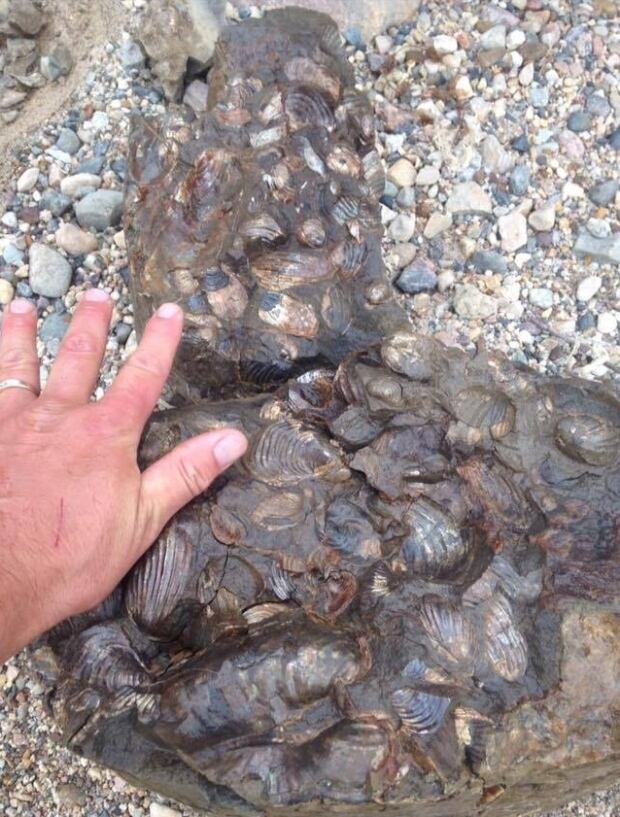 Bivalves at Lake Diefenbaker