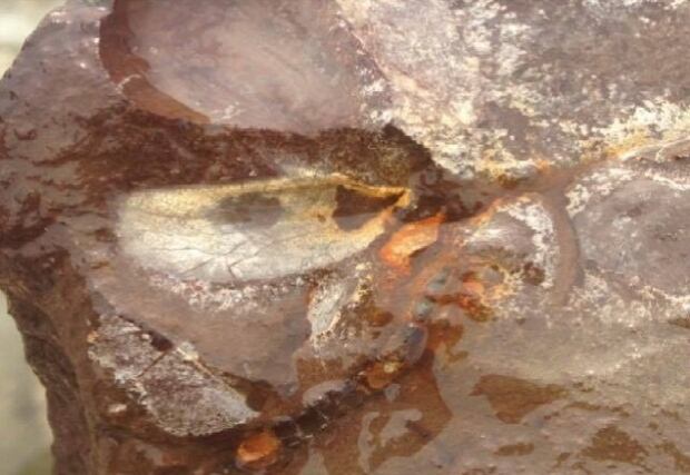 Dragonfly fossil from Lake Diefenbaker, Sask.