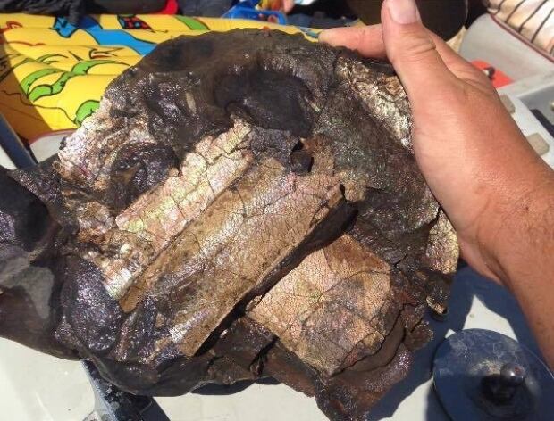 Ganshorn fossil ammonite