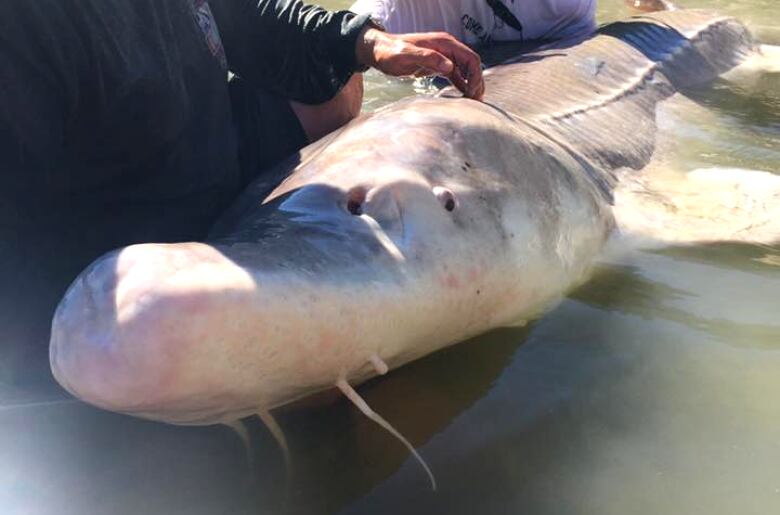 Legendary 'Pig Nose' sturgeon caught near Lillooet - Pique