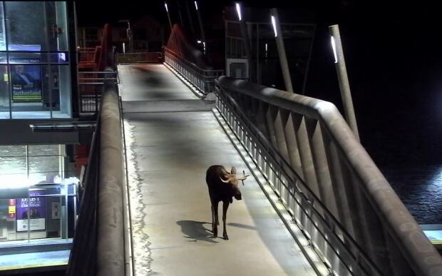 Calgary Transit Moose