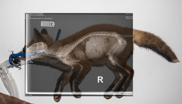 Red fox hit by a car