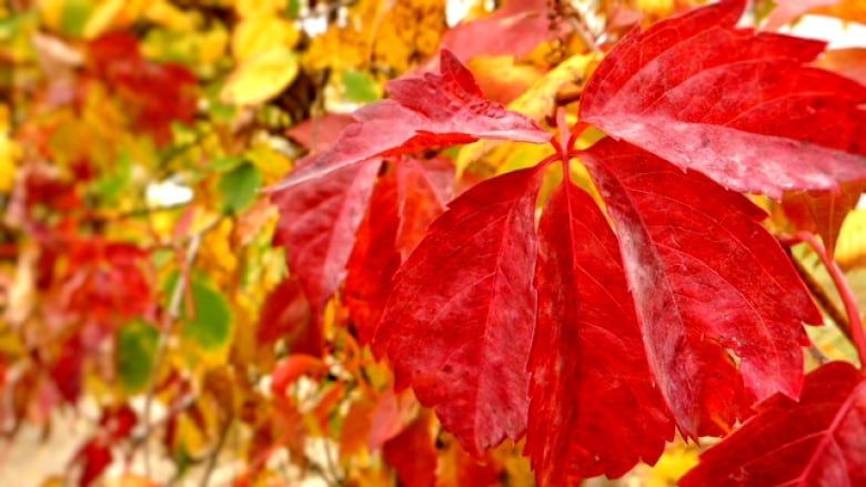 Why experts say you shouldn't bag your leaves this fall : NPR