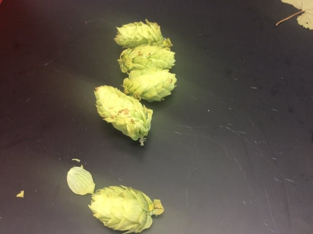 PEI hops 7