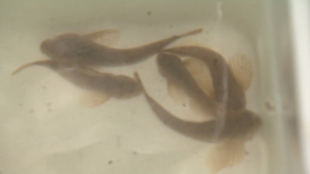 Slimy sculpin
