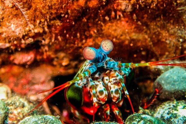 Mantis Shrimp
