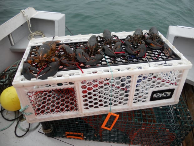 Lobster traps 3