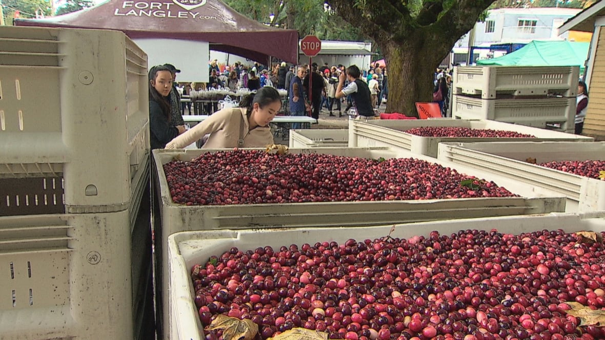 Langley cranberry festival attracts thousands CBC News