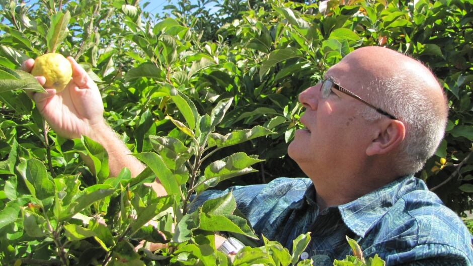 David Benscoter inspects for lost apples at a heritage orchard in the Seattle area.