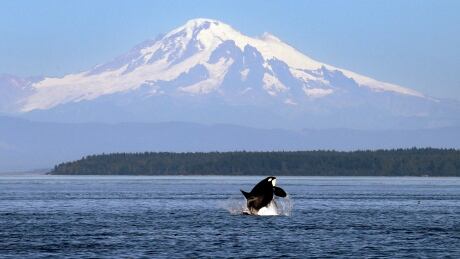 An orca whale breaches with Mount Baker in the background. Orcas Vessel Slowdown