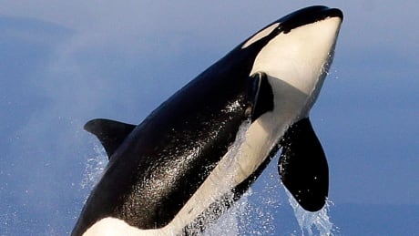 A female orca leaps from the water while breaching in Puget Sound west of Seattle. Orcas Exhaled Breath