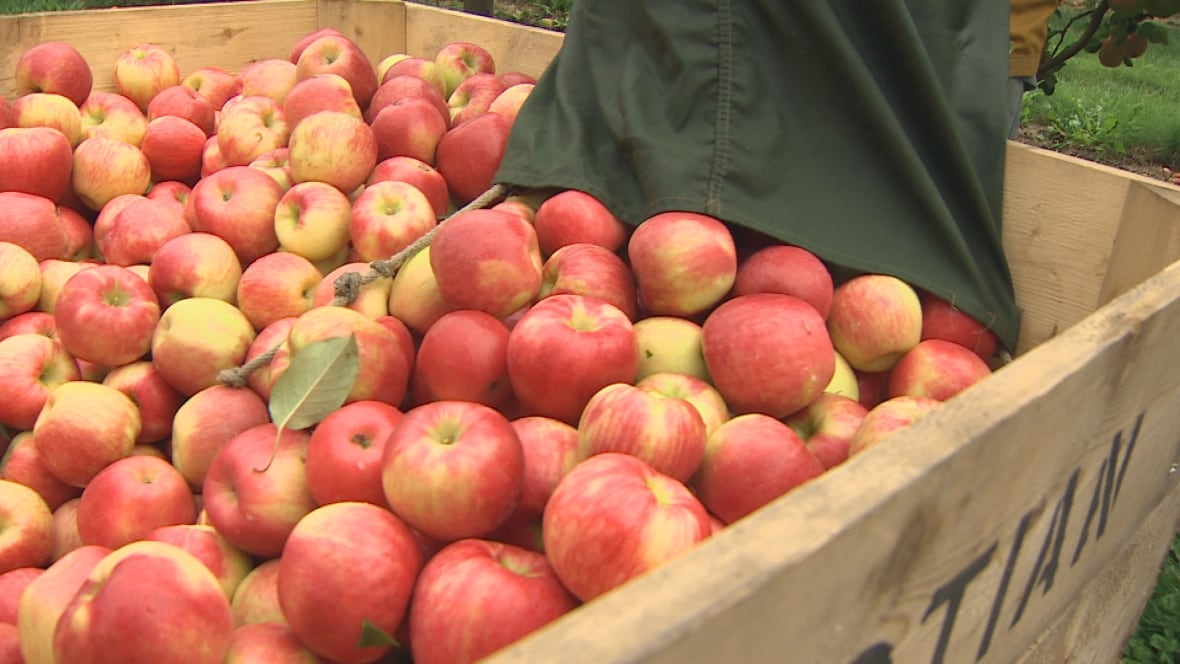 turnaround' Honeycrisps reviving Nova Scotia apple farms