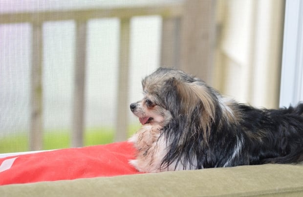 Eugenie the Chihuahua