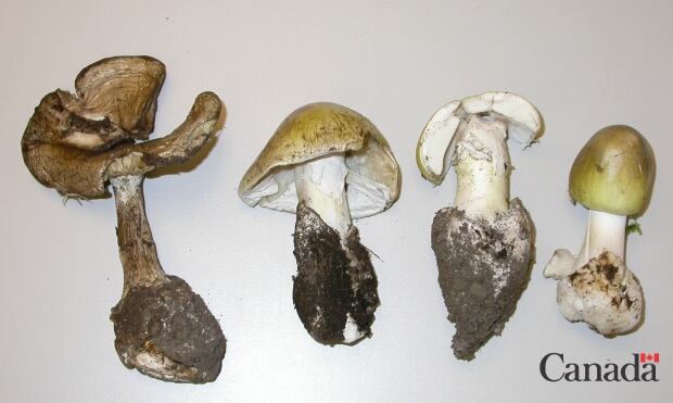 Life cycle of the death cap
