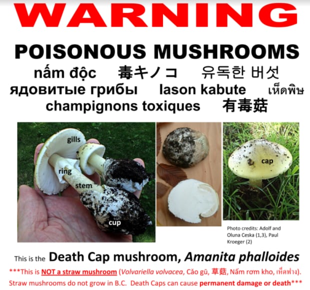 Poster death cap
