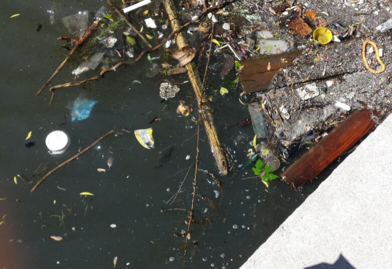 Test Water Quality In Inner Harbour Lake Ontario Waterkeeper Urges