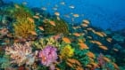 BLUE PLANET II