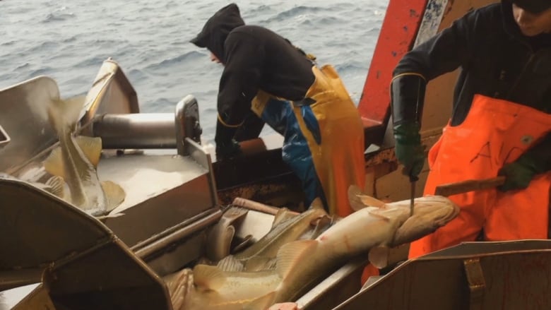 Getting the gear: With cod making a comeback, N.L. looks to Iceland for  best ways to catch it