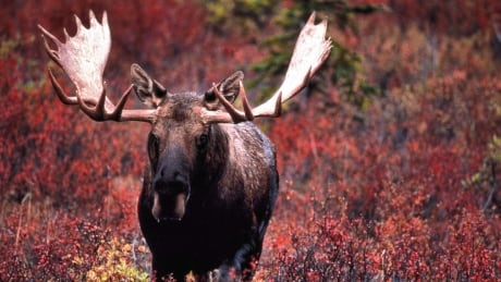 Moose stock photo