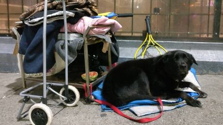 The choice shouldn't be between giving up a companion pet or giving up a home, says the advocacy group Pets OK BC, but a lack a affordable pet-friendly housing is driving British Columbians to the streets. Pets OK BC