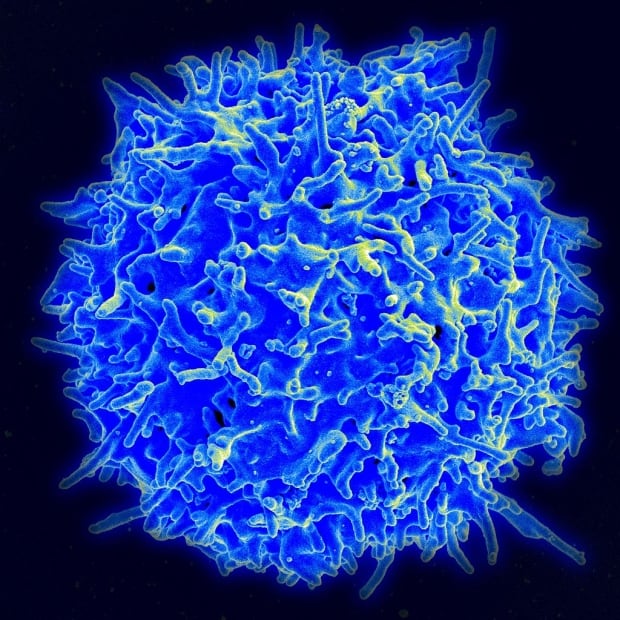 Human T-cell