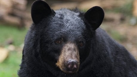 black bear