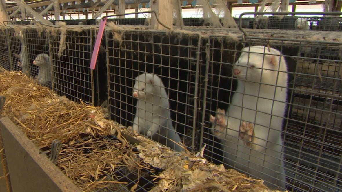 Cavendish mink farm withdraws contentious application for cattle