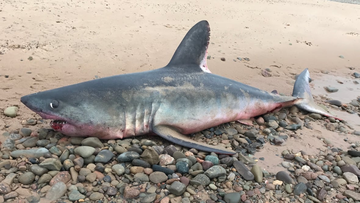 3metre shark beached in Cape Breton CBC News