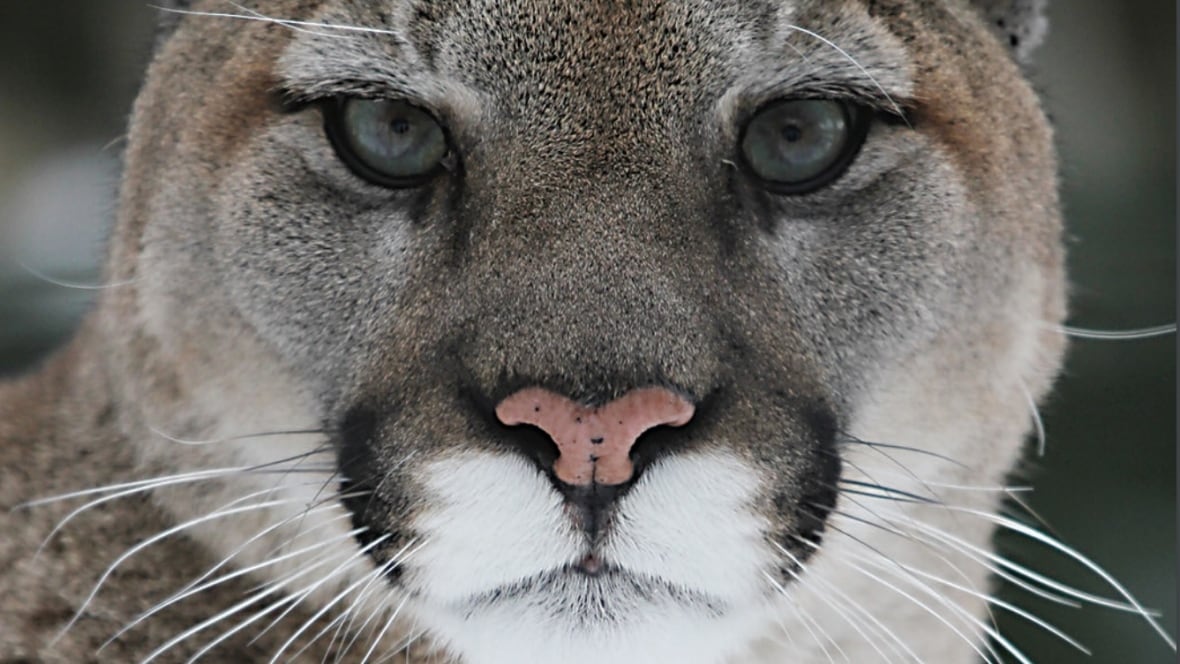 Cougar warning issued for Votier's Flats in Fish Creek Provincial Park