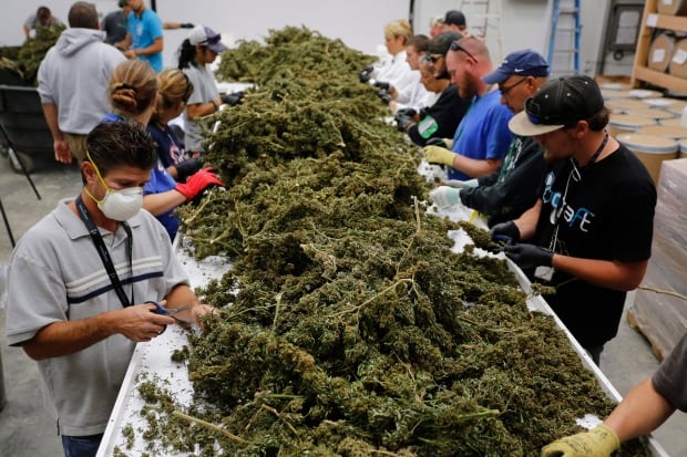 Dismantling Marijuana Reality Check
