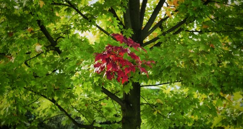 Fall leaves create explosion of colour in Vancouver