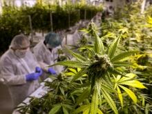 As Canada prepares to legalize recreational marijuana, medicinal users warn about unsafe cannabis.