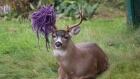 Hammy the hammock-headed deer