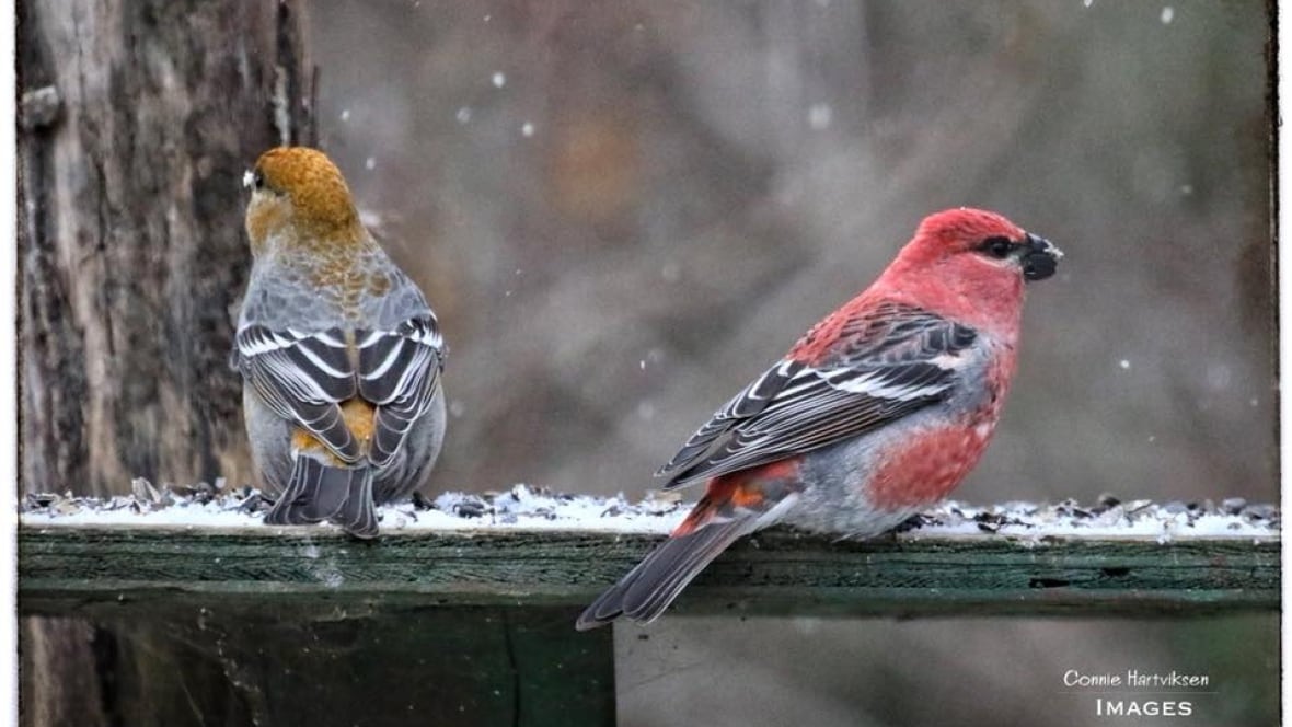 Winter birds arrive early in Thunder Bay, Ont. Thunder Bay CBC News