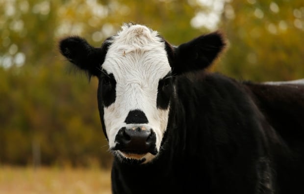 CANADA-BEEF/ECOLI